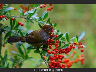 十一月‧紋翼畫眉  @  杉林溪 