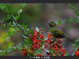 十一月‧藪鳥  @  杉林溪 
