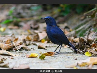 十一月‧白尾鴝  @  杉林溪 
