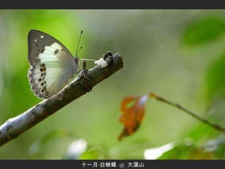 十一月‧白蛺蝶  @  大漢山 
