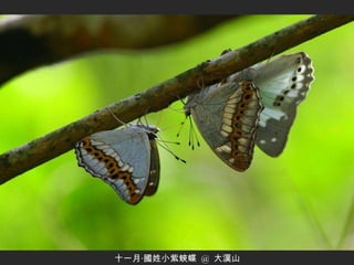 十一月‧國姓小紫蛺蝶  @  大漢山 