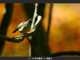 十一月‧冠羽畫眉  @  福壽山 