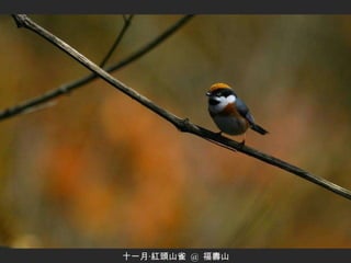 十一月‧紅頭山雀  @  福壽山 