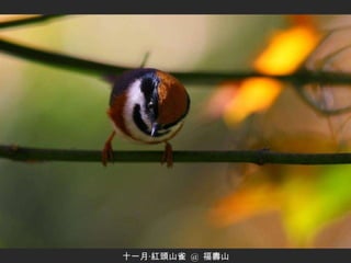十一月‧紅頭山雀  @  福壽山 