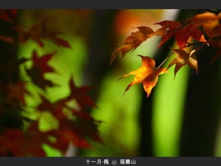 十一月‧楓  @  福壽山 
