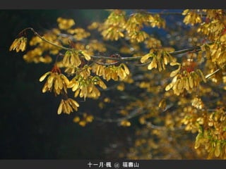 十一月‧楓  @  福壽山 