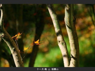 十一月‧楓  @  福壽山 