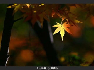 十一月‧楓  @  福壽山 