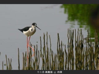 十二月‧高翹鴴  @  四草 