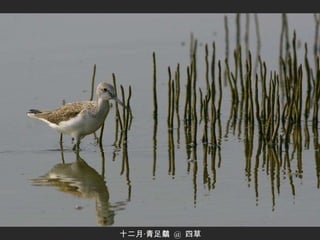 十二月‧青足鷸  @  四草 