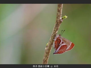 四月‧歪紋小灰蝶  @  尖石 