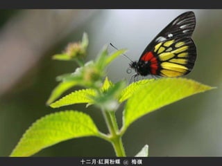 十二月‧紅肩粉蝶  @  梅嶺 