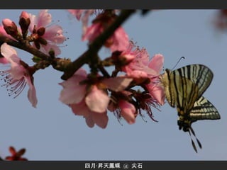 四月‧昇天鳳蝶  @  尖石 