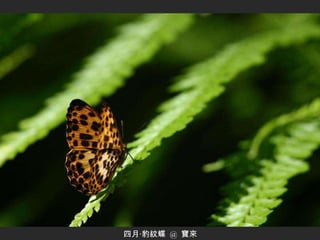 四月‧豹紋蝶  @  寶來 