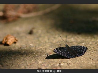 四月‧流星蛺蝶  @  寶來 