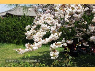 青龍寺之從日本移栽來的櫻花 