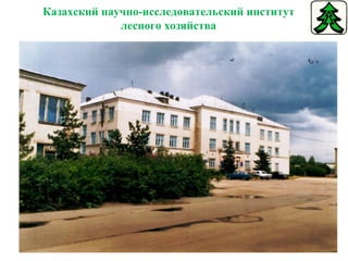 Казахский научно-исследовательский институт лесного хозяйства 