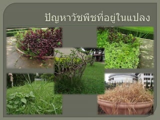 ปัญหาวัชพืชที่อยู่ในแปลง