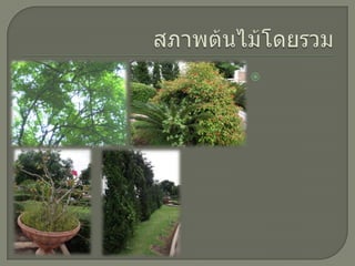 สภาพต้นไม้โดยรวม ต้นไม้ส่วนใหญ่ถูกวัชพืชขึ้นแซม จนบางต้นมีลักษณะแคระแกร็น และต้นไม้ใหญ่ไม่มีการกำจัดกิ่งที่แห้งออก