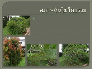 สภาพต้นไม้โดยรวม ต้นไม้บางต้นไม่ได้รับการตัดแต่งกิ่ง ทำให้ต้นไม้เกิดโรคได้ และยังทำให้กิ่งไม้ชี้ออกมา๶กะกะ๶สียรูปทรงที่สวยงามไป