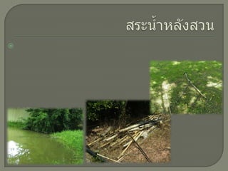 สระน้ำหลังสวน บริเวณรอบสระจะมีวัชพืชขึ้นอยู่โดยรอบ และในสระน้ำจะมีกิ่งไม้แห้งตกอยู่ข้างในสระน้ำด้วย