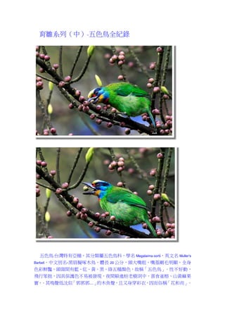 育雛系列（中）~五色鳥全紀錄




   五色鳥:台灣特有亞種，其分類屬五色鳥科，學名 Megalaima oorti，英文名 Muller's
Barbet，中文別名-黑眉擬啄木鳥，體長 20 公分，頭大嘴粗，嘴基剛毛明顯，全身
色彩鮮豔，頭頸間有藍、紅、黃、黑、綠五種顏色，故稱「五色鳥」            。性不好動，
飛行笨拙，因具保護色不易被發現，夜間躲進枯老樹洞中，喜食雀榕、山黃麻果
實，。其鳴聲低沈似「郭郭郭....」的木魚聲，且又身穿彩衣，因而俗稱「花和尚」。
 