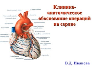 Клинико-анатомическое обоснование операций на сердце В.Д. Иванова 