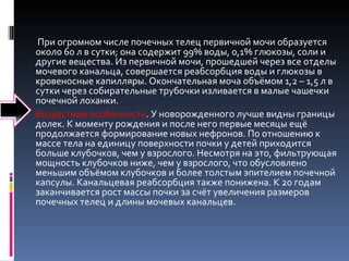 При огромном числе почечных телец первичной мочи образуется около 60 л в сутки; она содержит 99% воды, 0,1% глюкозы, соли и другие вещества. Из первичной мочи, прошедшей через все отделы мочевого канальца, совершается реабсорбция воды и глюкозы в кровеносные капилляры. Окончательная моча объёмом 1,2 – 1,5 л в сутки через собирательные трубочки изливается в малые чашечки почечной лоханки.  Возрастные особенности . У новорожденного лучше видны границы долек. К моменту рождения и после него первые месяцы ещё продолжается формирование новых нефронов. По отношению к массе тела на единицу поверхности почки у детей приходится больше клубочков, чем у взрослого. Несмотря на это, фильтрующая мощность клубочков ниже, чем у взрослого, что обусловлено меньшим объёмом клубочков и более толстым эпителием почечной капсулы. Канальцевая реабсорбция также понижена. К 20 годам заканчивается рост массы почки за счёт увеличения размеров почечных телец и длины мочевых канальцев.  