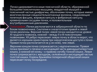 Почка удерживается в нише поясничной области, образованной большими поясничными мышцами, квадратной мышцей и поясничной частью диафрагмы; оболочками почки, которые имеют многочисленные соединительнотканные волокна, соединяющие почечную фасцию, жировую капсулу и фиброзную капсулу; кровеносными сосудами почки, и положительным внутрибрюшинным давлением.  Топография . Почки располагаются в забрюшинной области по бокам позвоночника. Синтопия и скелетотопия правой и левой почек различны. Верхний полюс левой почки находится на уровне XI грудного позвонка, нижний – между II и III поясничными позвонками. XII ребро пересекает левую почку в области ворот, что является хорошим ориентиром при хирургическом доступе к почке. Правая почка располагается на 3 см ниже, чем левая.  Верхним концом почка соприкасается с надпочечником. Правая почка прилежит к печени и нисходящей части двенадцатиперстной кишки, а нижний её конец – к правому изгибу тонкой кишки. Левая почка соприкасается с желудком, селезёнкой и нисходящей частью толстой кишки. Корень брыжейки поперечной ободочной кишки пересекает почку посередине.  