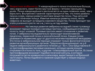 Возрастные особенности . У новорождённого почка относительно больше, чем у взрослого, имеет более круглую форму с чёткими границами 14 долек. Почка новорождённого располагается на один позвонок ниже, чем у взрослого. Внутреннее строение характеризуется тем, что плохо развиты пазуха и кора, хорошо развито мозговое вещество почки. Под капсулой залегают почечные тельца. Извитые канальцы развиты плохо, петли нефрона не выходят за пределы коркового вещества. Почка проходит три этапа усиленного роста: на 1-м, 7-м и 14-м году жизни.  Эмбриогенез . На I месяце развития эмбриона на задней стенке туловища возникают парные половые и мочевые протоки, сообщающие вторичную полость тела с клоакой. Половые протоки имеют отношение к развитию почек. У эмбриона последовательно происходит возникновение предпочки, первичной почки и окончательной почки. Каждая почка развивается независимо друг от друга из несегментированной мезодермы. Эти почки в эмбриональном периоде отражают только филогенетическое развитие мочеобразующих органов. Предпочка функционирует на 3-й неделе эмбрионального развития в течение 40 – 60 ч. Она представлена 8 – 10 протонефридиями (мочевые канальцы), которые одним концом открываются в полость тела, а другим – в мезонефральный проток. В стенке протонефридиев возникает подобие почечной капсулы, в которую погружается петля кровеносного капилляра, вырастающего из брюшной части аорты. Почка подобного строения существует у низших водных животных.  