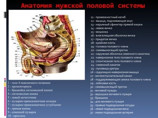 Анатомия мужской половой системы 1 - тело 4 поясничного позвонка 2 - промонториум 3 - брыжейка сигмовидной кишки 4 - сигмовидная кишка 5 - левый мочеточник 6 - пузырно-прямокишечная складка 7 - пузырно-прямокишечное углубление 8 - прямая кишка 9 - семенной пузырек 10 - простата   11 - промежностный изгиб   12 - мышца, поднимающая анус   13 - наружный сфинктер прямой кишки   14 - левое яичко   15 - мошонка   16 - влагалищная оболочка яичка   17 - придаток яичка   18 - крайняя плоть   19 - головка полового члена   20 - семявыносящий проток   21 - наружная оболочка семенного канатика   22 - кавернозное тело полового члена   23 - спонгиозное тело полового члена   24 - семенной канатик   25 - луковица уретры   26 - седалищно-кавернозная мышца   27 - мочеиспускательный канал   28 - поддерживающая связка полового члена   29 - лобковая кость   30 - семявыносящий проток   31 - мочевой пузырь   32 - верхушка мочевого пузыря   33 - брюшина   34 - дно мочевого пузыря   35 - правые подвздошные сосуды   36 - левая подвздошная вена   37 - левая подвздошная артерия 