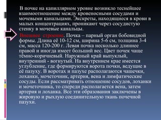 В почке на капиллярном уровне возникло теснейшее взаимоотношение между кровеносными сосудами и мочевыми канальцами. Экскреты, находящиеся в крови в малых концентрациях, проникают через сосудистую стенку в мочевые канальцы. Внешнее  строение . Почка – парный орган бобовидной формы. Длина её 10-12 см, ширина 5-6 см, толщина 3-4 см, масса 120-200 г. Левая почка несколько длиннее правой и иногда имеет больший вес. Цвет почек чаще тёмно-коричневый. Наружный край выпуклый, внутренний - вогнутый. На внутреннем крае имеется углубление, где формируются ворота почки, ведущие в её пазуху. В воротах и пазухе располагаются чашечки, лоханки, мочеточник, артерия, вена и лимфатические сосуды. Если рассматривать отношение сосудов, лоханки и мочеточника, то спереди располагается вена, затем артерия и лоханка. Все эти образования заключены в жировую и рыхлую соединительную ткань почечной пазухи.  