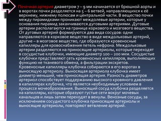 Почечная артерия  диаметром 7 – 9 мм начинается от брюшной аорты и в воротах почки разделяется на 5 – 6 ветвей, направляющихся к её верхнему, нижнему полюсам и центральной части. В вещество почки между пирамидками проникают междолевые артерии, которые у основания пирамид заканчиваются дуговыми артериями. Дуговые артерии располагаются на границе коркового и мозгового вещества. От дуговых артерий формируются два вида сосудов: одни направляются в корковое вещество в виде междольковых артерий, другие – в мозговое вещество, где образуются кровеносные капилляры для кровоснабжения петель нефрона. Междольковые артерии разделяются на приносящие артериолы, которые переходят в сосудистые клубочки, имеющие диаметр 100 – 200 мкм. Сосудистые клубочки представляют сеть кровеносных капилляров, выполняющих функцию не тканевого обмена, а фильтрации экскретов. Кровеносные капилляры клубочка собираются в его воротах в выносящую артериолу. Выносящая артериола клубочка имеет диаметр меньший, чем приносящая артерия. Разность диаметров артериол способствует поддержанию высокого кровяного давления в капиллярах клубочка, что является необходимым условием в процессе мочеобразования. Выносящий сосуд клубочка разделяется на капилляры, которые образуют густые сети вокруг мочевых канальцев и лишь затем переходят в венулы. Венозные сосуды, за исключением сосудистого клубочка приносящие артериолы и выносящие артериолы, повторяют ветвление артерий.  