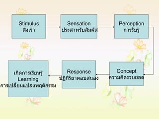 Stimulus สิ่งเร้า Sensation ประสาทรับสัมผัส Response ปฏิกิริยาตอบสนอง Concept ความคิดรวบยอด เกิดการเรียนรู้ Learning การเปลี่ยนแปลงพฤติกรรม Perception การรับรู้ 