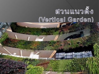 สวนแนวตั้ง(Vertical Garden)  ส 