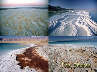 The Shores 