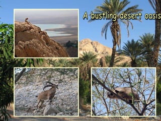 A bustling desert oasis 