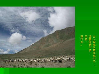 古人說風吹草低現牛羊， 這裏卻是牛多， 羊多， 草不多。 