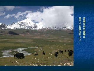 西藏特有的藏犛牛， 黑乎乎的散放在山上。 