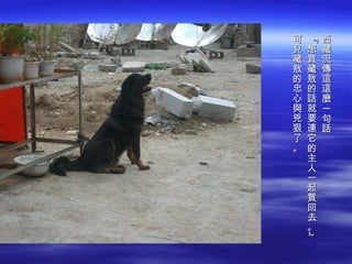 西藏流傳這這麼一句話 『想買藏敖的話就要連它的主人一起買回去。』 可見藏敖的忠心與兇狠了。 