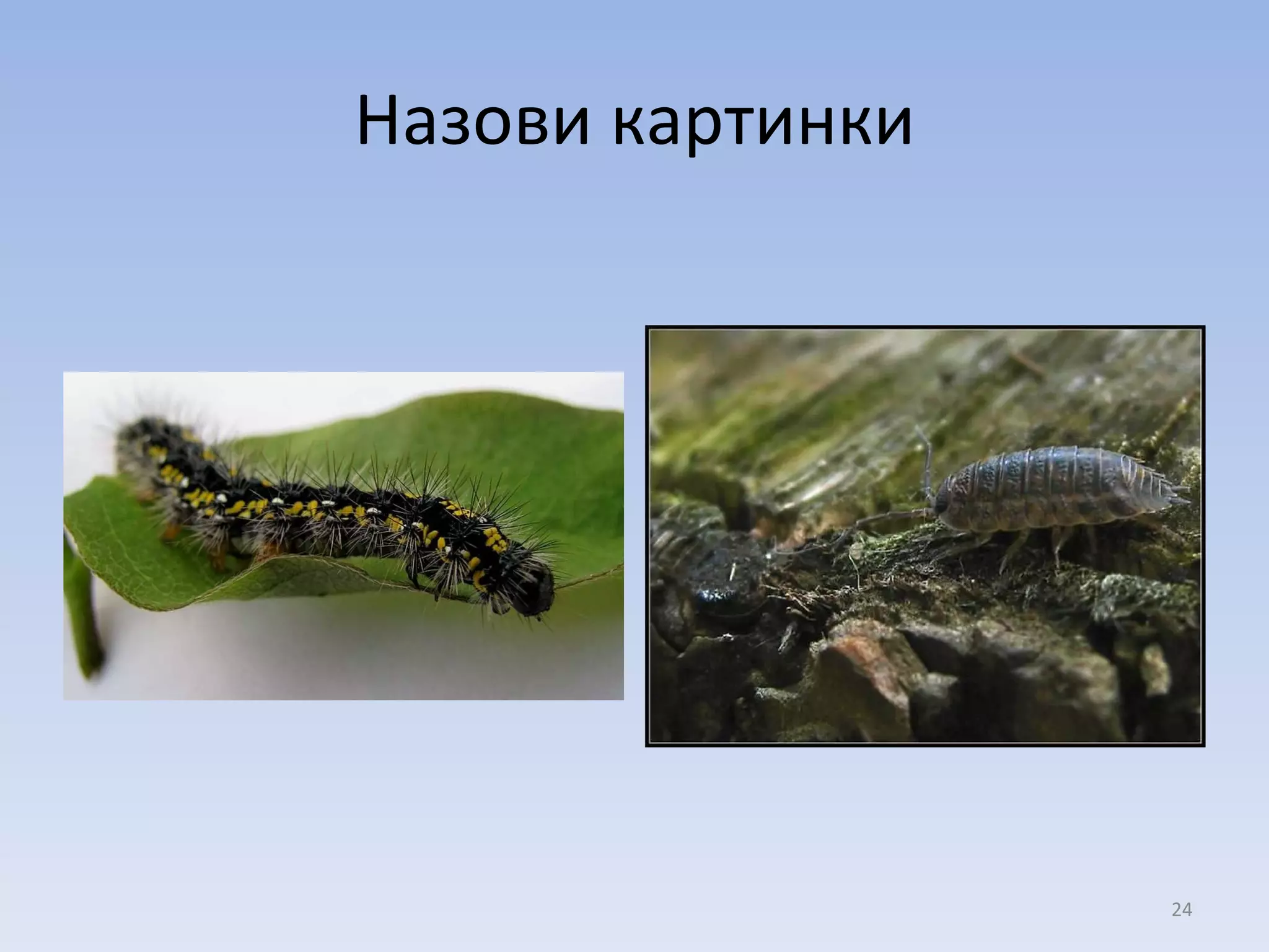 Назови картинки 