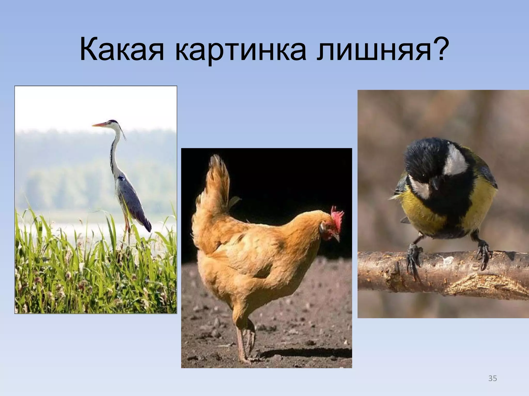 Какая картинка лишняя? 