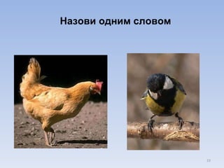 Назови одним словом 