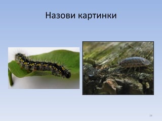 Назови картинки 