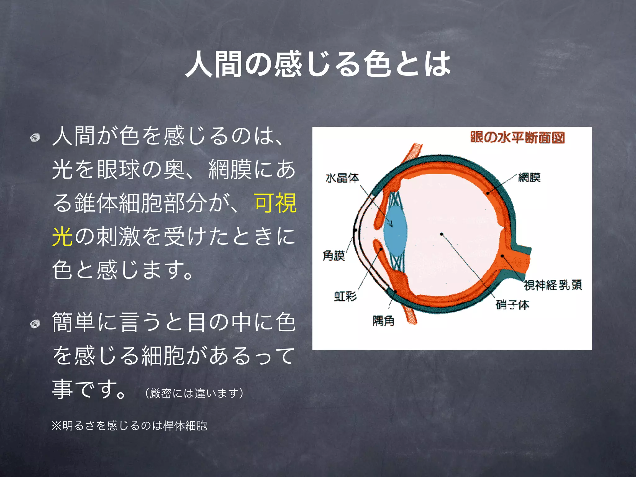 人間の感じる色とは

人間が色を感じるのは、
光を眼球の奥、網膜にあ
る錐体細胞部分が、可視
光の刺激を受けたときに
色と感じます。

簡単に言うと目の中に色
を感じる細胞があるって
事です。（厳密には違います）
※明るさを感じるのは桿体細胞
 