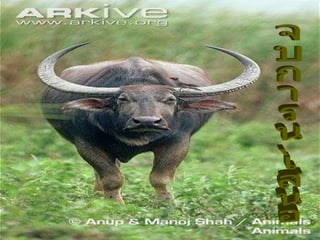 จบการนำเสนอ 