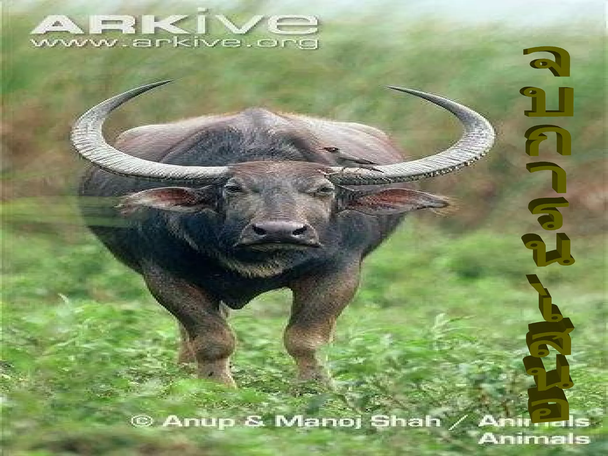 จบการนำเสนอ 