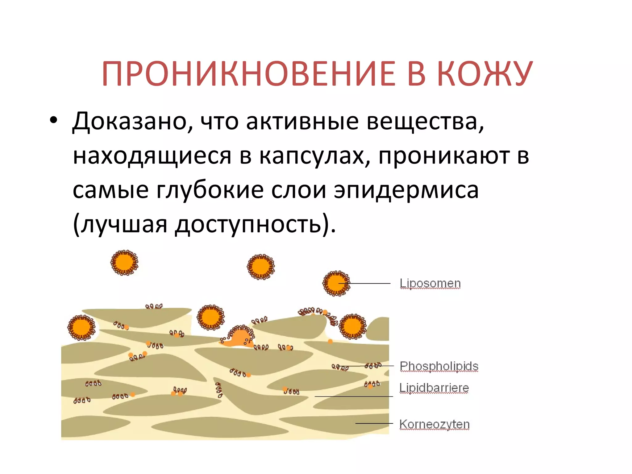 ПРОНИКНОВЕНИЕ В КОЖУ Доказано, что активные вещества, находящиеся в капсулах, проникают в самые глубокие слои эпидермиса (лучшая доступность). 