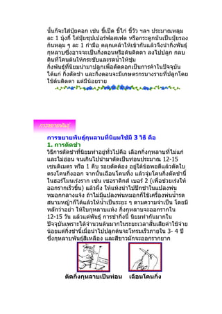 นั้นก็จะใส่ปยคอก เช่น ขี้เป็ด ขี้ไก่ ขี้วัว ฯลฯ ประมาณหลุม
               ุ๋
ละ 1 บุ้งกี๋ ใส่ปยซุปเปอร์ฟอสเฟต หรือกระดูกป่นเป็นปุ๋ยรอง
                  ุ๋
ก้นหลุม ๆ ละ 1 กำามือ คลุกเคล้าให้เข้ากันแล้วจึงนำากิ่งพันธุ์
กุหลาบซึงอาจจะเป็นกิ่งตอนหรือต้นติดตา ลงไปปลูก กลบ
             ่
ดินที่โคนต้นให้กระชับและรดนำ้าให้ชุ่ม
กิ่งพันธุ์ที่นิยมนำามาปลูกเพื่อตัดดอกเป็นการค้าในปัจจุบัน
ได้แก่ กิ่งตัดชำา และกิ่งตอนจะมีเกษตรกรบางรายที่ปลูกโดย
ใช้ต้นติดตา แต่มีน้อยราย




การขยายพันธุ์กุหลาบที่นิยมใช้มี 3 วิธี คือ
1. การตัดชำา
วิธีการตัดชำาที่นิยมทำาอยู่ทั่วไปคือ เลือกกิ่งกุหลาบที่ไม่แก่
และไม่อ่อน จนเกินไปนำามาตัดเป็นท่อนประมาณ 12-15
เซนติเมตร หรือ 1 คืบ รอยตัดต้อง อยูใต้ข้อพอดีแล้วตัดใบ
                                         ่
ตรงโคนกิ่งออก จากนั้นเฉือนโคนทิ้ง แล้วจุ่มโคนกิ่งตัดชำานี้
ในฮอร์โมนเร่งราก เซ่น เซอราดิกส์ เบอร์ 2 (เพื่อช่วยเร่งให้
ออกรากเร็วขึ้น) แล้วผึ่ง ให้แห้งนำาไปปักชำาในแปลงพ่น
หมอกกลางแจ้ง ถ้าไม่มีแปลงพ่นหมอกก็ใช้เครื่องพ่นนำ้ารด
สนามหญ้าก็ได้แล้วให้นำ้าเป็นระยะ ๆ ตามความจำาเป็น โดยมี
หลักว่าอย่า ให้ใบกุหลาบแห้ง กิ่งกุหลาบจะออกรากใน
12-15 วัน แล้วแต่พันธุ์ การชำากิ่งนี้ นิยมทำากันมากใน
ปัจจุบันเพราะได้จำานวนต้นมากในระยะเวลาสั้นเสียค่าใช้จ่าย
น้อยแต่กิ่งชำานี้เมื่อนำาไปปลูกต้นจะโทรมเร็วภายใน 3- 4 ปี
ซึ่งกุหลาบพันธุ์สีเหลือง และสีขาวมักจะออกรากยาก




       ตัดกิ่งกุหลาบเป็นท่อน       เฉือนโคนกิ่ง
 