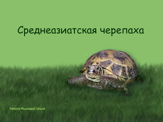 [object Object],Среднеазиатская черепаха 